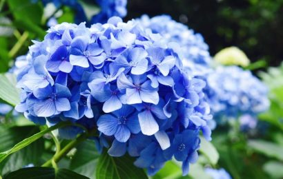 CÓ NHỮNG NGÀY EM RẤT NHỚ ANH CÓ NHỮNG NGÀY EM RẤT NHỚ ANH