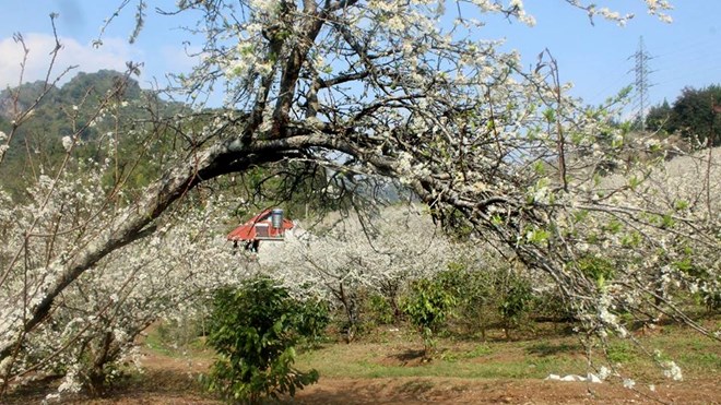 Rừng xuân…