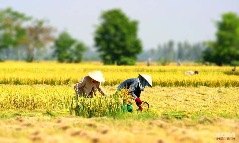 Cánh chim không mỏi