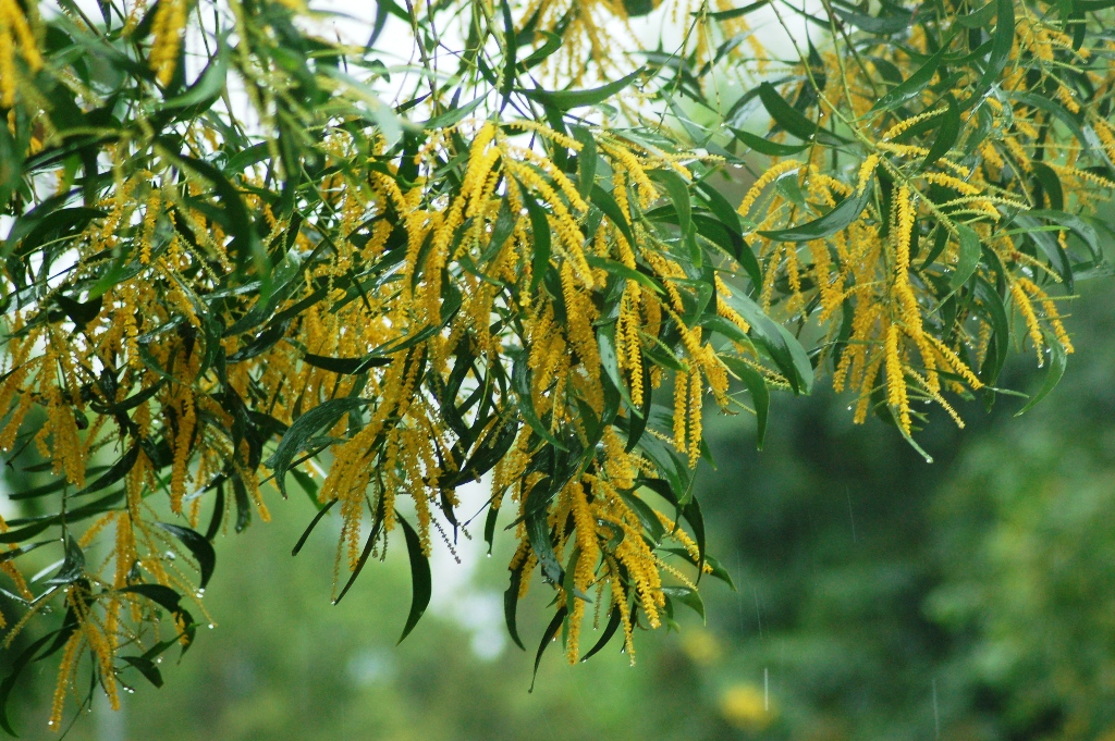 MÙA HOA TRÀM NỞ