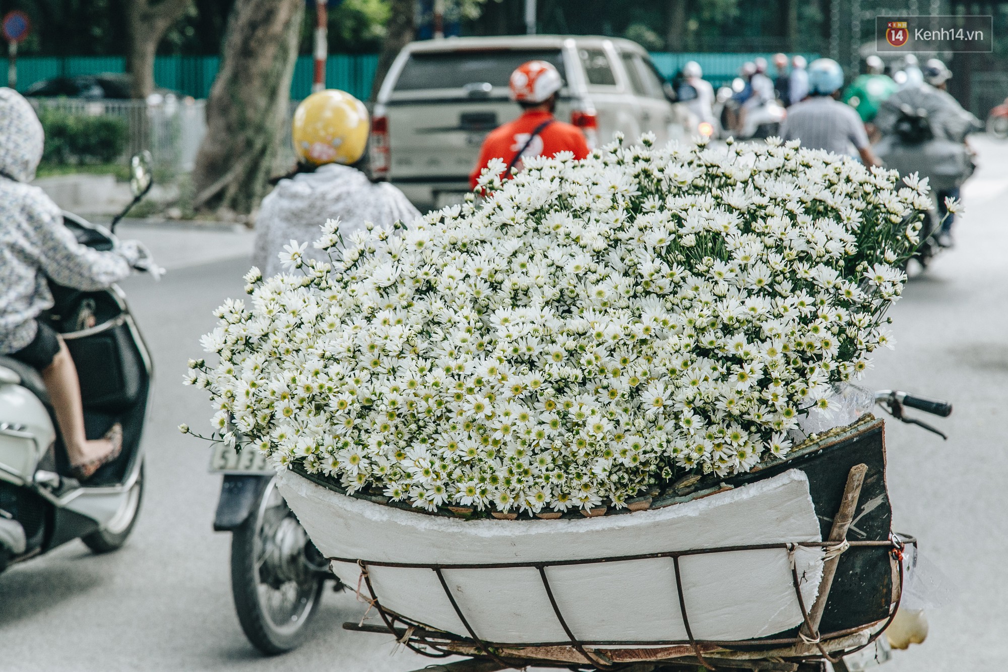 Cúc hoạ mi: Lời hẹn ước tháng 11