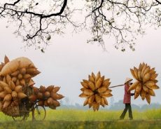 MUỐN VỀ NÉP MÁI HIÊN LÒNG MẸ