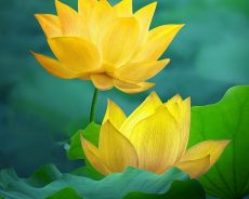 Sống biết đủ chính là hạnh phúc
