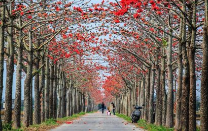 HOA GẠO TÌNH ANH