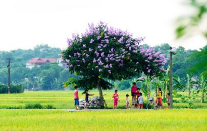 CHÚT TÂM TÌNH CHỚM HẠ