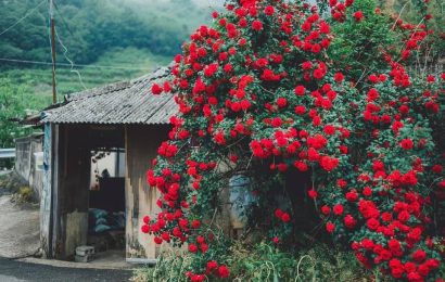 Hạnh phúc là khi