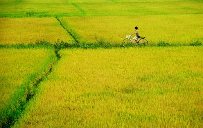 Mẹ và cánh đồng