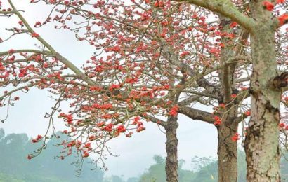 THÁNG BA HOA GẠO NỞ TÔI TIỄN EM LẤY CHỒNG