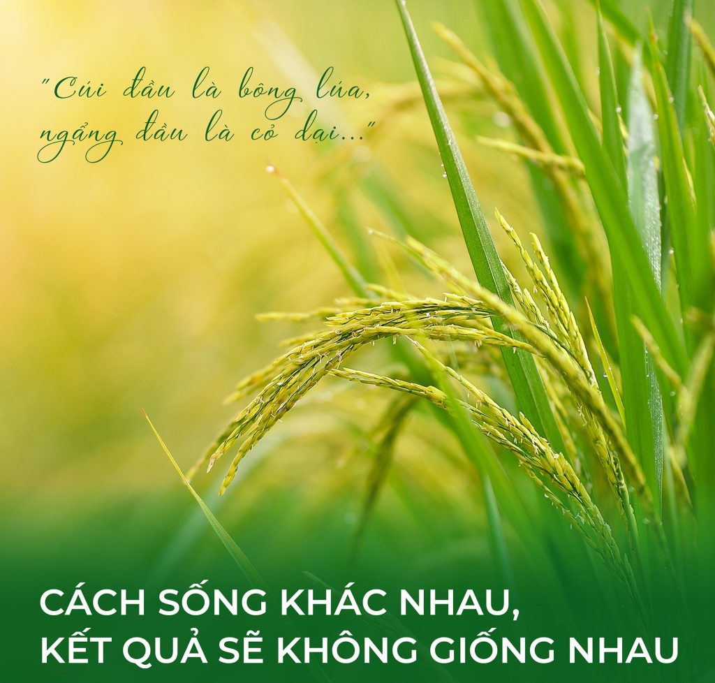 Cúi đầu là bông lúa, ngẩng đầu là cỏ dại