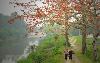 MÙA HOA GẠO