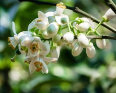 THÁNG BA VỀ, NGHE HOA BƯỞI KỂ CHUYỆN TÌNH THÁNG BA VỀ, NGHE HOA BƯỞI KỂ CHUYỆN TÌNH