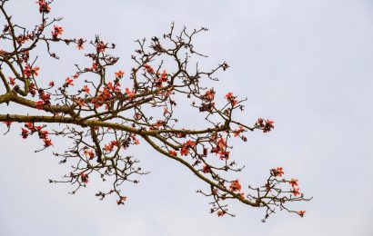 Nắng tháng ba ai phơi mà thắm đỏ