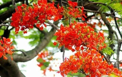 Chia tay mùa phượng vỹ