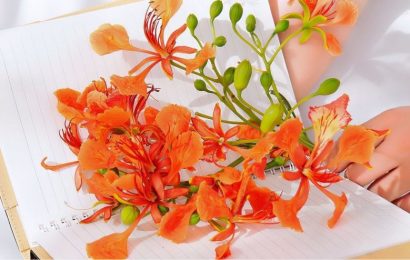 PHƯỢNG HỒNG