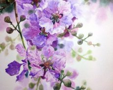 BẰNG LĂNG THÁNG SÁU