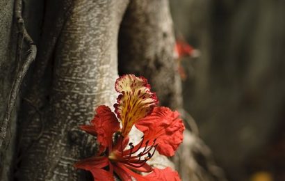 CẢM XÚC MÙA HẠ