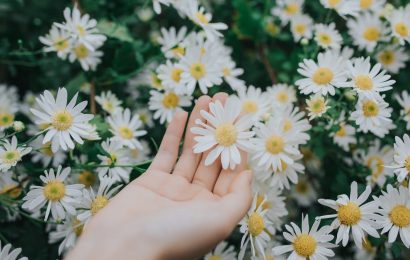 Lời hẹn giữa mùa cúc họa mi