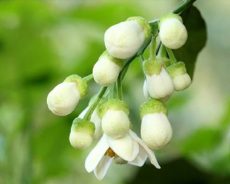 Tháng Ba về, hoa cũng làm duyên Tháng Ba về, hoa cũng làm duyên