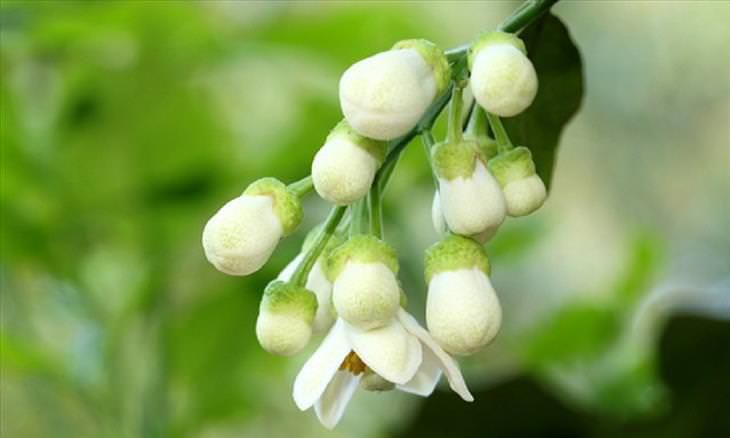 Tháng Ba về, hoa cũng làm duyên